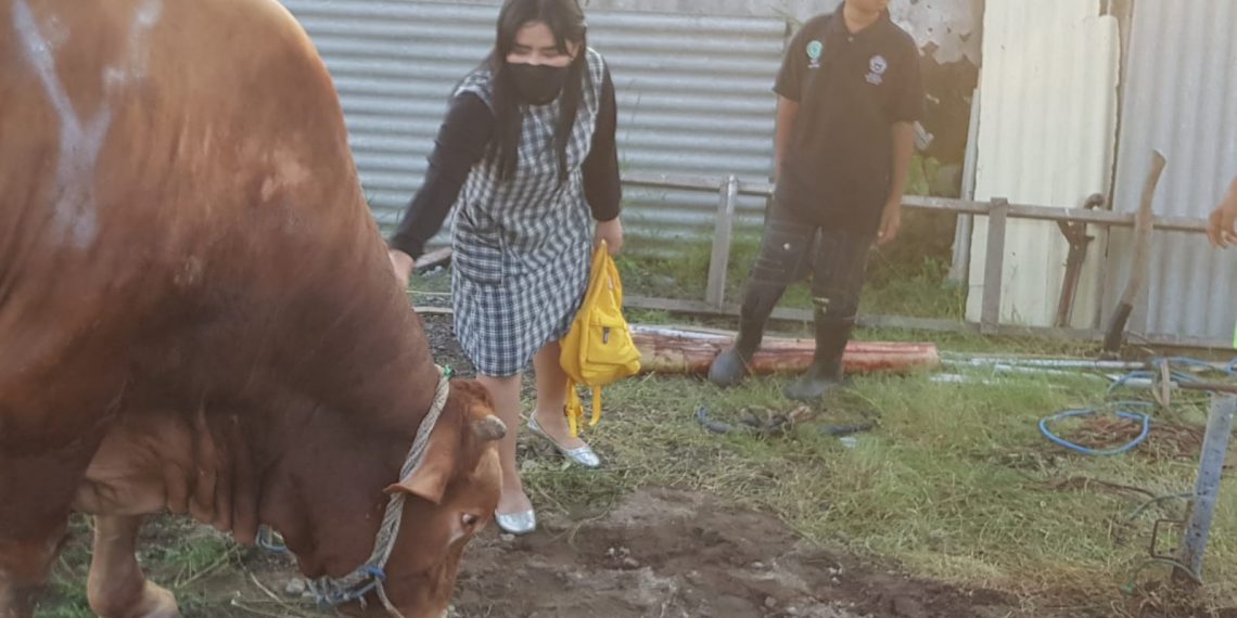 Sapi Qurban Via Vallen Dinamai VV