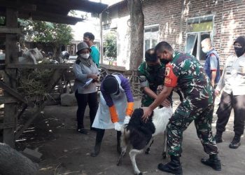 Vaksin Kedua Antisipasi PMK Sasar Ratusan Hewan Ternak di Porong