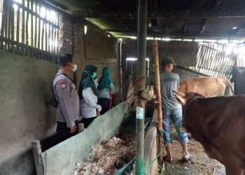 Polresta Sidoarjo Dukung tim Vaksinator Cegah Wabah PMK