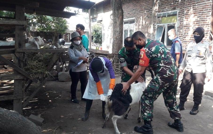 Vaksin Kedua Antisipasi PMK Sasar Ratusan Hewan Ternak di Porong